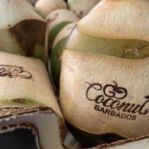 Branded Coconuts ( Go Coconuts Logo)