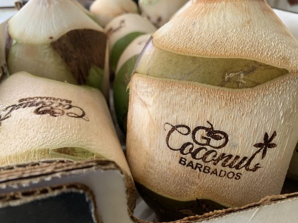 Branded Coconuts ( Go Coconuts Logo)